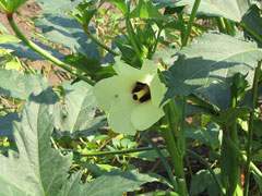 Abelmoschus esculentus Okra