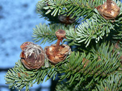 Abies lasiocarpa Subalpine Fir, Alpine Fir