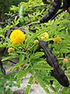 Acacia farnesiana Sweet Acacia, Perfume Acacia, Huisache