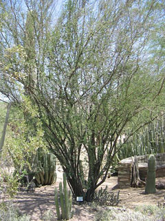 Acacia farnesiana Sweet Acacia, Perfume Acacia, Huisache