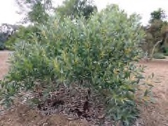 Acacia cowleana Hall’s Creek wattle