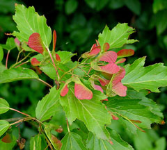 Acer ginnala Amur Maple