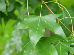 Acer truncatum Shantung Maple, Purpleblow Maple Acer truncatum Shantung Maple, Purpleblow Maple