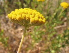 Achillea ageratum Mace, Sweet-nancy Achillea ageratum Mace, Sweet-nancy