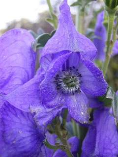 Aconitum carmichaelii Japanese Aconite, Carmichael