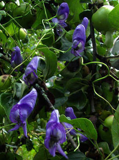 Aconitum volubile Aconitum volubile