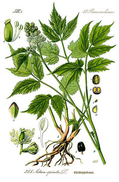 Actaea spicata Herb Christopher, Baneberry Actaea spicata Herb Christopher, Baneberry