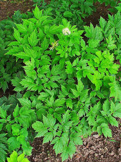 Actaea spicata Herb Christopher, Baneberry Actaea spicata Herb Christopher, Baneberry