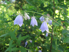 Adenophora divaricata 