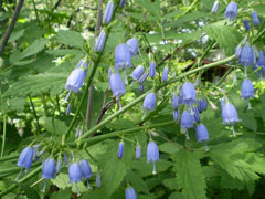 Adenophora verticillata 