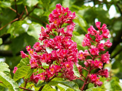 Aesculus x carnea Red Horse Chestnut, Ruby Red Horsechestnut Aesculus x carnea Red Horse Chestnut, Ruby Red Horsechestnut