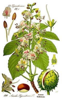 Aesculus spp Horse chestnut