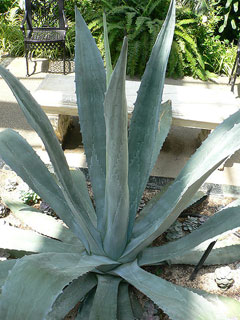 Agave americana Agave, American century plant Agave americana Agave, American century plant