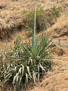 Agave cantala agave Agave Agave cantala agave Agave