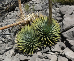 Agave utahensis Century Plant Agave utahensis Century Plant