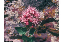 Ageratina occidentalis Western Snakeroot Ageratina occidentalis Western Snakeroot