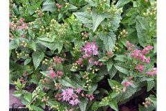Ageratina occidentalis Western Snakeroot Ageratina occidentalis Western Snakeroot