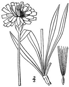 Agoseris glauca Mountain Dandelion, Pale agoseris, False agoseris