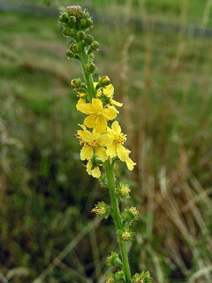 Agrimonia eupatoria Agrimony, Churchsteeples Agrimonia eupatoria Agrimony, Churchsteeples