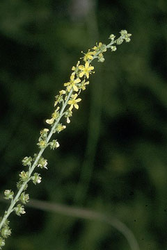 Agrimonia striata Roadside agrimony
