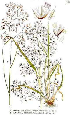 Deschampsia caespitosa Tussock Grass, Tufted Hair Grass, Hair Grass Deschampsia caespitosa Tussock Grass, Tufted Hair Grass, Hair Grass