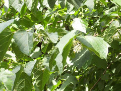 Alangium platanifolium Alangium Alangium platanifolium Alangium