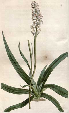 Aletris farinosa Unicorn Root - Colic Root, White colicroot