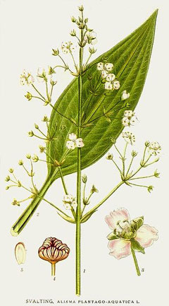 Alisma plantago-aquatica Great Water Plantain, ZE-XIE, European water plantain,  American water plantain, Northern water plan