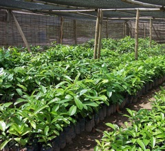 Allanblackia parviflora Vegetable tallow tree, Ouotera