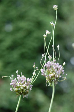 Allium ampeloprasum babingtonii Babington Allium ampeloprasum babingtonii Babington