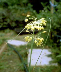 Allium flavum Small Yellow Onion, Ornamental Onion Allium flavum Small Yellow Onion, Ornamental Onion