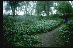 Allium ursinum Wild Garlic Allium ursinum Wild Garlic