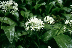 Allium ursinum Wild Garlic Allium ursinum Wild Garlic