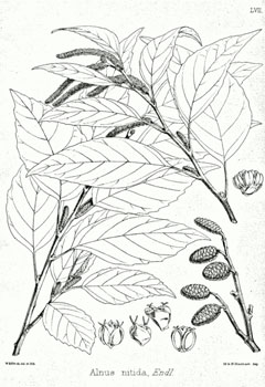 Alnus nitida West Himalayan Alder Alnus nitida West Himalayan Alder