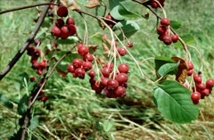Amelanchier stolonifera Quebec Berry, Running serviceberry Amelanchier stolonifera Quebec Berry, Running serviceberry
