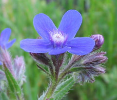 Anchusa azurea Anchusa, Italian bugloss