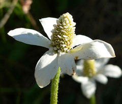 Anemopsis californica Yerba Mansa Anemopsis californica Yerba Mansa