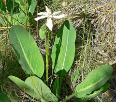 Anemopsis californica Yerba Mansa Anemopsis californica Yerba Mansa