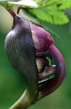 Angelica gigas Giant Angelica, Purple Parsnip, Korean  Angelica