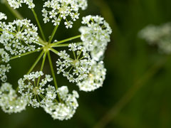Angelica polymorpha Angelica polymorpha