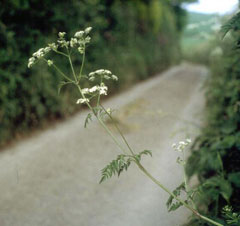 Anthriscus sylvestris Cow Parsley, Wild chervil
