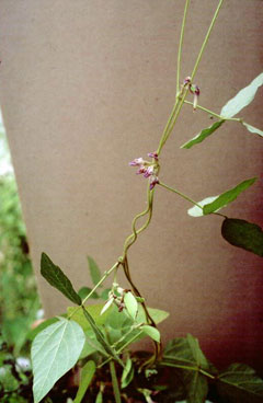 Apios americana Ground Nut Apios americana Ground Nut