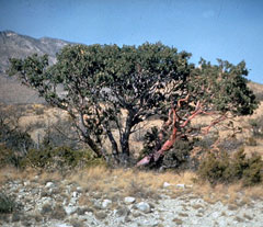 Arbutus xalapensis Madrono, Texas madrone Arbutus xalapensis Madrono, Texas madrone