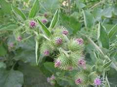 Arctium minus Lesser Burdock Arctium minus Lesser Burdock