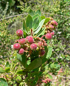 Arctostaphylos glauca Bigberry Manzanita Arctostaphylos glauca Bigberry Manzanita