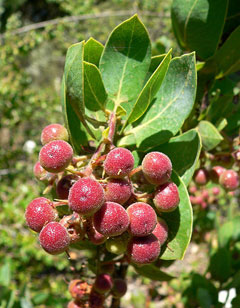 Arctostaphylos glauca Bigberry Manzanita Arctostaphylos glauca Bigberry Manzanita