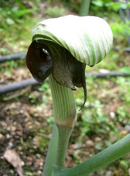 Arisaema ringens Arisaema ringens