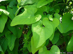 Aristolochia kaempferi Aristolochia kaempferi
