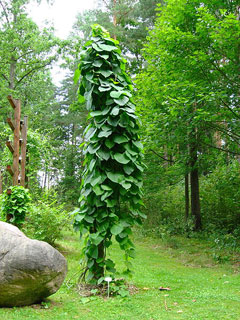 Aristolochia macrophylla Pipevine, Dutchman Aristolochia macrophylla Pipevine, Dutchman