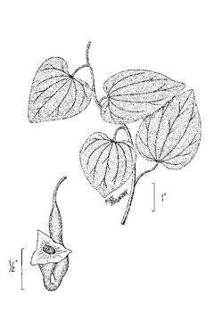 Aristolochia tomentosa Dutchman Aristolochia tomentosa Dutchman